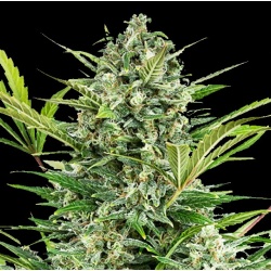 Hawaiian Sativa Feminized Cannabis Seeds