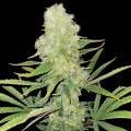 Northern Lights Cannabis seeds