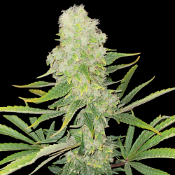 Northern Lights Cannabis seeds