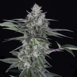 Quebec Blast Cannabis 