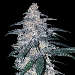 White Dream Cannabis Seeds Feminized