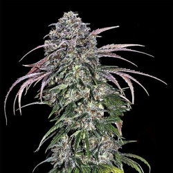 Alaskan Thunder Fuck cannabis seeds