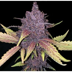 AUTO BLACKBERRY 