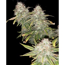 GREEN CRACK Feminized