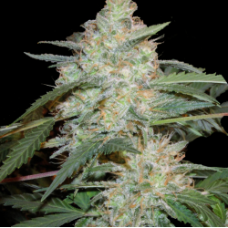 Auto Critical Mass Cannabis Seeds