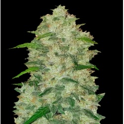 AUTO CHEMDAWG
