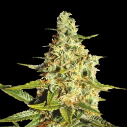 Auto Tangerine Dream Feminized 