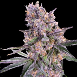 Zkittlez Cannabis