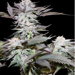Blue God X Cluster Cannabis Seeds Feminized