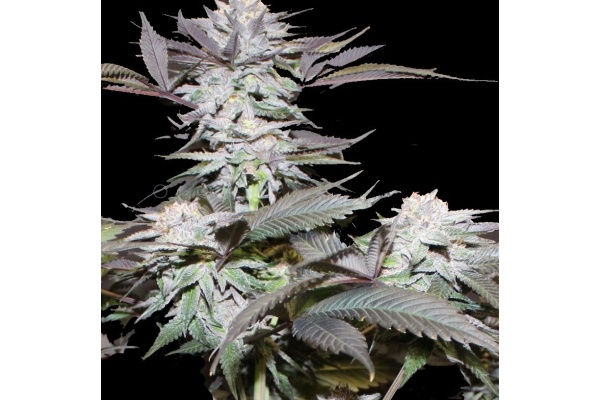 Blue God x Cluster Strain Review: THC, Effects, Flowering Time & Yield