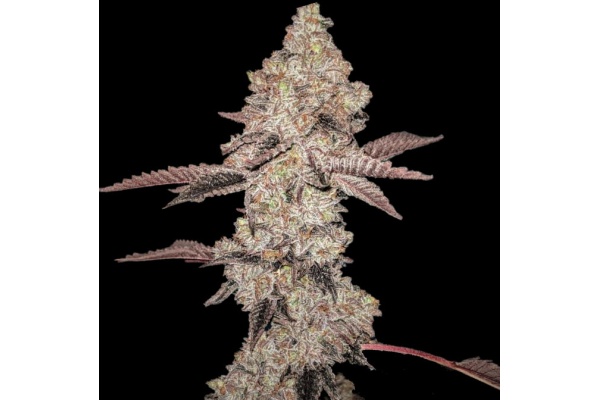 Avis sur la variété Animal Gelato : THC, effets, floraison et rendement