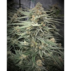 Blueberry Kush X AK 47 Cannabis Seeds Feminized