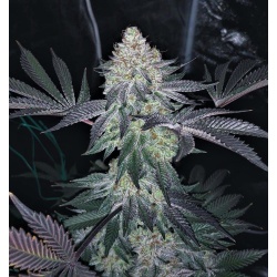 Gorilla Glue x Girl scout cookie plant