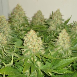Haze Berry Cannabis Seeds 