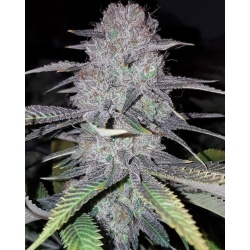 WEDDING CAKE Feminized Cannabis Seeds