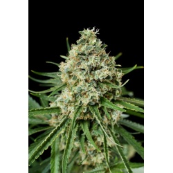 Critical + cannabis seeds