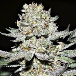 Hash Plant Cannabis Seeds Feminized	