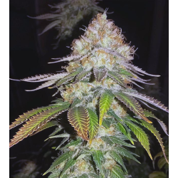 Pineapple Chunk Feminized Cannabis Seeds