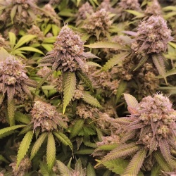 Quebec Cookies Cannabis Seeds