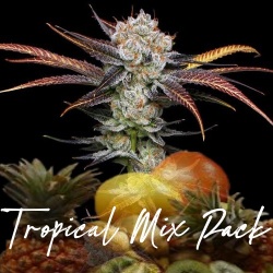 Tropical Mix Pack Cannabis Seeds