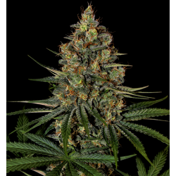 AUTO DIESEL Feminized Cannabis Seeds