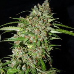Auto Dynamite Cannabis Seeds 