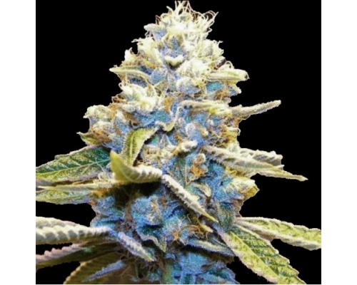 Avis sur la variété Blue God : THC, effets, floraison et rendement
