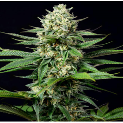 CBD Purple Kush cannabis seeeds 