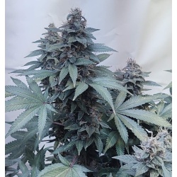 Biscotti Skunk Cannabis Seeds Feminized