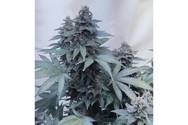 Avis sur la variété Biscotti Skunk : THC, effets, floraison et rendement