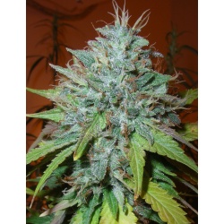 Grapefruit Kush cannabis