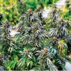 CBD AC/DC X STRAWBERRY COUGH Feminized Cannabis Seeds	