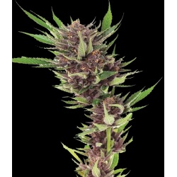 Forbidden Fruit Cannabis Seeds Feminized	