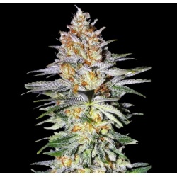 Ghost Train Haze Cannabis Seeds Feminized