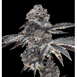 Ice Cream Cake Cannabis Feminized Seeds