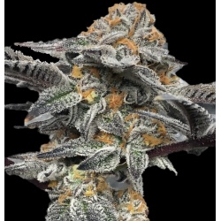 Peanut Butter Breath Cannabis Seeds Feminized	