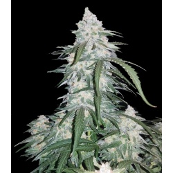 Quebec Gold Express Cannabis Seeds Feminized	