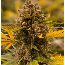 CBG Jack Frost Cannabis Seeds Feminized