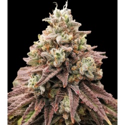 Lava Cake Cannabis 