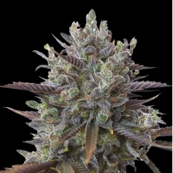 Quebec Early Bud Cannabis Seeds Feminized