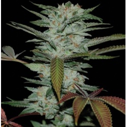 CBD Sour Kush Cannabis Seeds Feminized