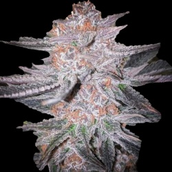 Cherry Punch Cannabis 
