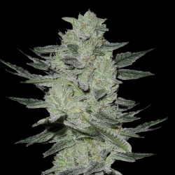 Cheap Seeds JACK HERER FAST VERSION 