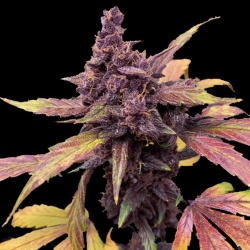 Auto Red Kush cannabis 