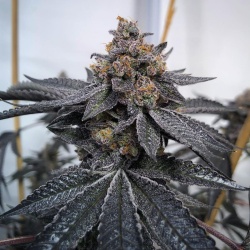 Auto do-si-dos cannabis seeds 