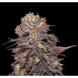 Cheap Seeds Gelato X GrandDaddy