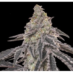 Mac One Feminized Cannabis Seeds