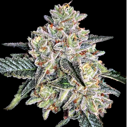 AUTO Zkittlez Feminized Cannabis Seeds