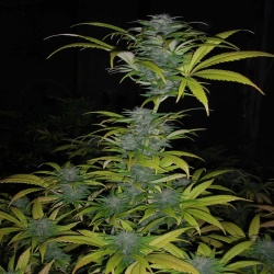 Big Fuck'n Rocket Cannabis Seeds Feminized	