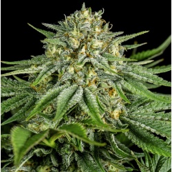 CBD Bubba Kush Cannabis Seeds Feminized